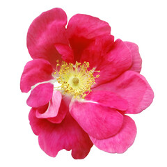 Naklejka premium Rosehip. Flower on a white isolated background with clipping path. Closeup. For design. Transparent background. 