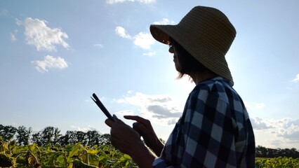 Female agronomist using digital tablet at sunflower meadow at sunny day. Adult farmer monitoring harvest at yellow flower field at sunset. Beautiful scenic landscape. Concept of agricultural business