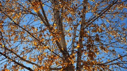 View to tree top of birch with brown leaves at sunny autumn day. Branches with lush foliage gently swaying in wind at parkland. Beautiful colorful fall season. Slow motion