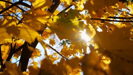 View to tree top of birch with brown leaves at sunny autumn day. Branches with lush foliage gently swaying in wind at parkland. Beautiful colorful fall season. Slow motion