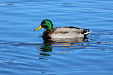 Fototapeta premium the beautiful mallard drake (Anas platyrhynchos) on tranquil blue waters