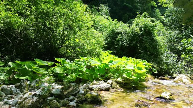 Circular panning over patch of river plants within green lush forest river surrounded by trees and rocks and ferns 4k drone