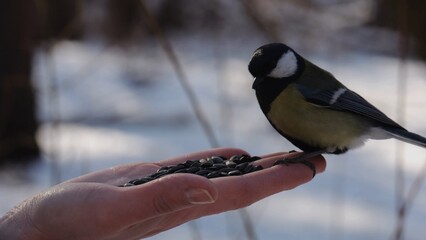 Woman feeding cute tit bird to sunflower seeds at snowy woodland. Beautiful tomtit pecking food from female hand at winter forest. Small titmouse eating meal from arm of young girl at snow park