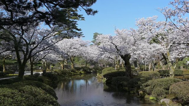 桜並木が映り込む兼六園の水辺　春の日本庭園風景
AdobeStock-4K
