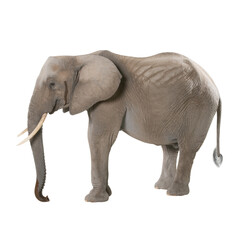 Obraz premium Majestic African Elephant Full Body Profile with Tusks Isolated on Black Background for Design