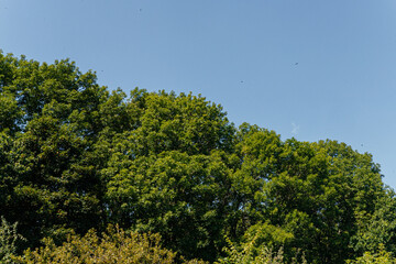 Golden wheat field bordering lush green forest under clear blue summer sky © Владимир Паляница