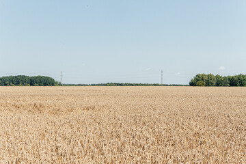 Fototapeta premium Vast golden wheat field under blue summer sky agriculture landscape