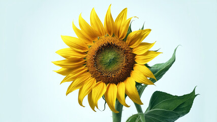 Naklejka premium sunflower on a plain white background
