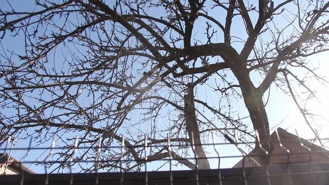 Fumigating pesti, pest control. Spraying fruit trees with pesticides or fertilizers in early spring. Seasonal garden maintenance and pest control