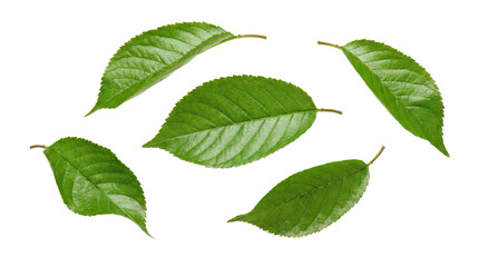 Fototapeta premium Green leaves arranged in various positions on a white background with a clean and fresh appearance white background cutout
