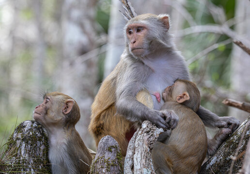 Female rhesus macaque monkey (Macaca mulatta) breastfeeding her infant at Silver Springs State Park in Florida