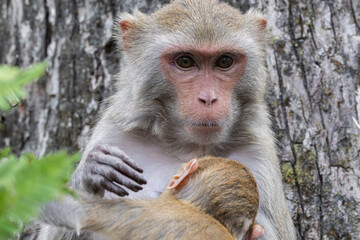 Obraz premium Female rhesus macaque monkey (Macaca mulatta) breastfeeding her infant at Silver Springs State Park in Florida