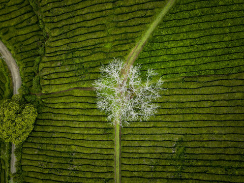 Aerial view of vibrant green tea plantations contrasted by a stark white tree and winding path, Maia, Acores, Portugal.