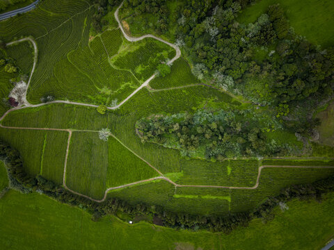 Aerial view of emerald fields divided by winding paths, a tapestry of green meeting dark forests, Maia, Acores, Portugal.