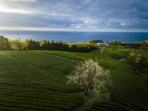 Aerial view of vibrant green tea plantations meet the deep blue ocean under a sky of shifting clouds, Maia, Acores, Portugal.