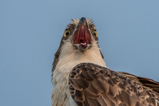 Osprey.