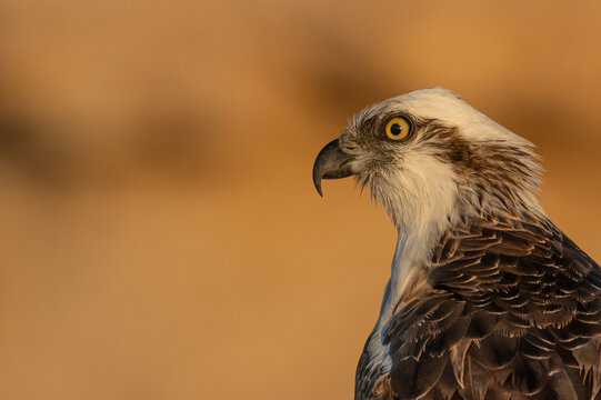 Osprey.