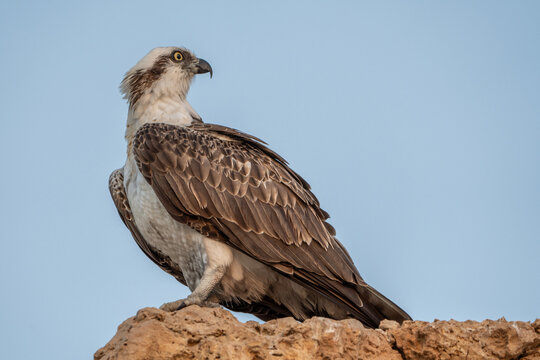 Osprey.