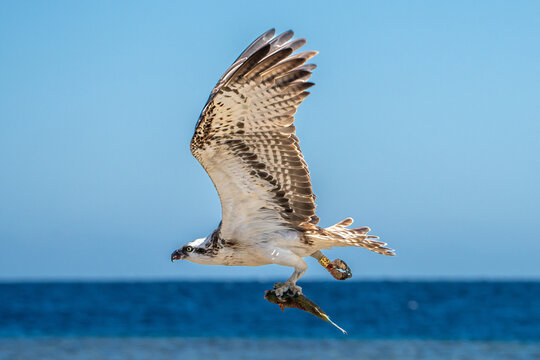 Osprey.