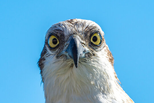 Osprey.