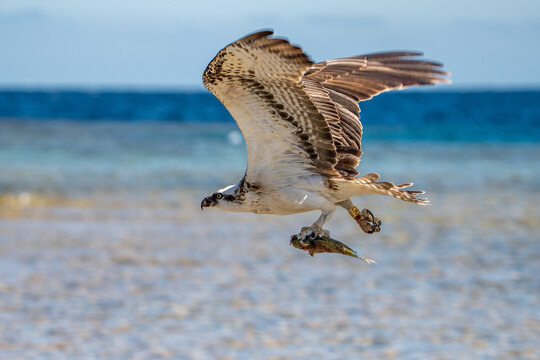 Osprey.