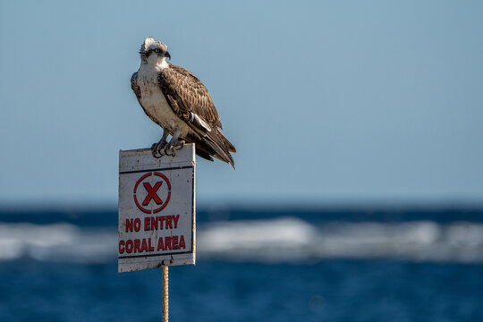 Osprey.
