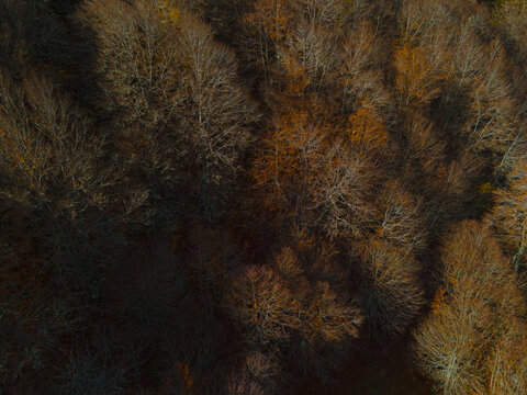 Aerial view of a dense forest canopy painted in autumnal hues, with the sun casting long shadows across the landscape, Argovejo, Castilla y Leon, Spain.