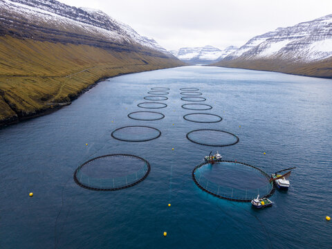 Aerial view of circular fish farms punctuate the deep blue waters, nestled between the stark, snow-dusted slopes of Vidareidi, Faroe Islands.