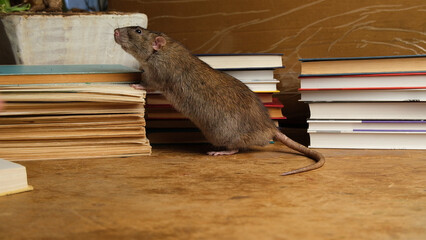Brown  gray rat run among books. © Oksava