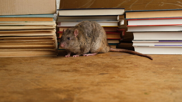 Brown  gray rat run among books.