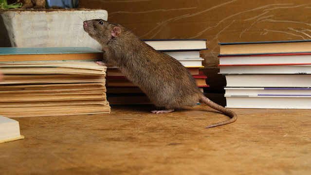 Brown  gray rat run among books.