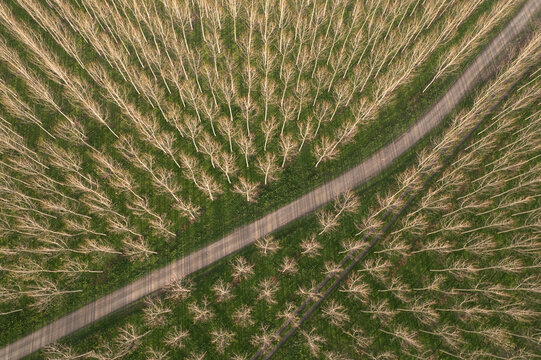 Aerial view of symmetrical rows of trees, bordered by a path cutting through the landscape, creating a stark contrast of textures and tones, Guastalla, Emilia-Romagna, Italy.