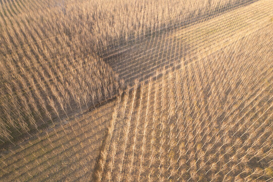 Aerial view of parallel rows of trees casting long shadows in the golden light of dawn, a symphony of textures and tones, Guastalla, Emilia-Romagna, Italy.