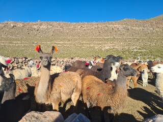 Lamas in the desert, Sud Lipez, Bolivia © Solene