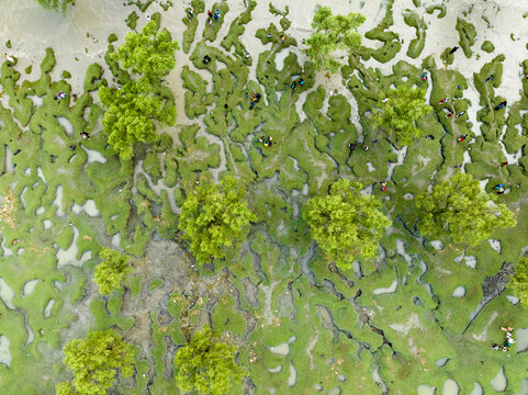 Aerial view of a verdant tapestry of trees interspersed with winding rivulets of water, creating a mesmerizing pattern, Chattogram, Chittagong Division, Bangladesh.