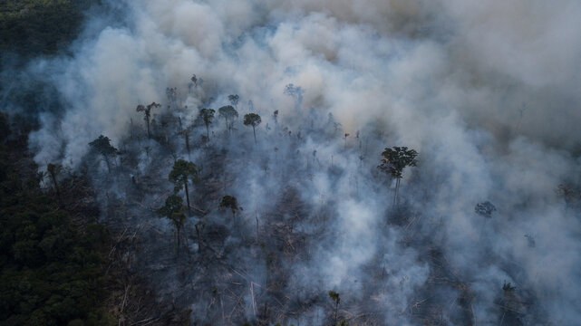 Aerial view of smoke billowing over the forest, a stark contrast between the dark trees and the white haze, Rorainopolis, Roraima, Brazil.