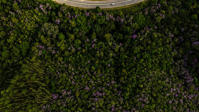 Aerial view of a winding road contrasting with the lush green and purple hues of the dense forest below, Brasilia, Brazil.