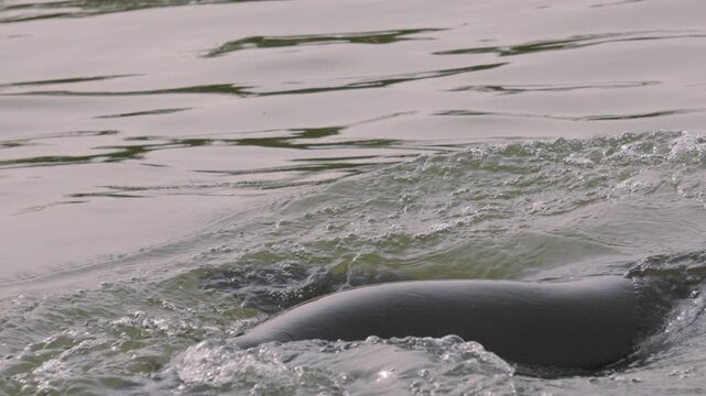 Sea Lion Swimming Backwards to Catch Fish in Slow Motion.