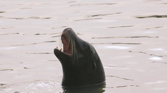 Sea Lion with Move Open Catching Food in Slow Motion. Animal Sealife Wildlife Footage.