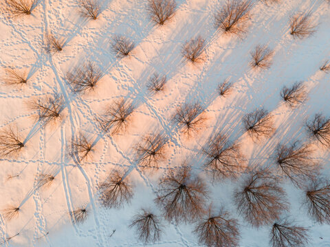 Aerial view of trees casting long shadows on a snow-covered landscape, with trails crisscrossing the pristine white surface, Vilnius, Lithuania.