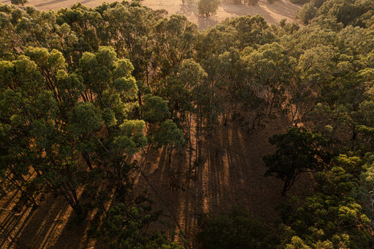 Aerial view of trees casting long shadows on the ground, creating a tapestry of light and dark patterns in the landscape, Pinjarra, Western Australia, Australia.