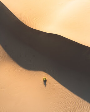 Aerial view of the undulating dunes casting long shadows, with a lone patch of green amid the arid landscape, Senek, Mangystau Region, Kazakhstan.