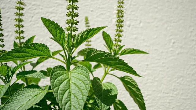 Fresh green plant with tall flower spikes against textured wall