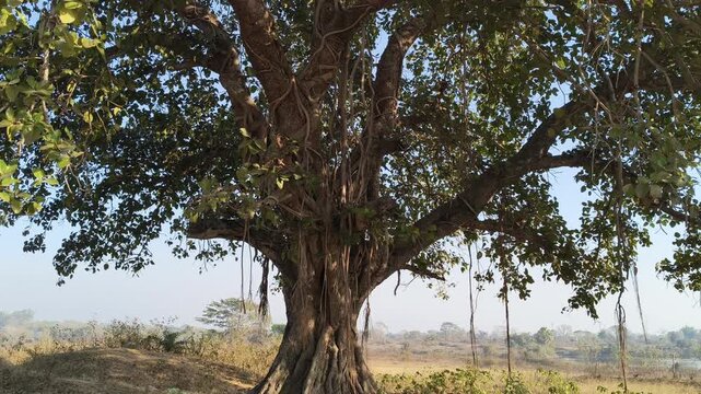 Giant banyan tree. Tree of Life, Amazing Banyan Tree. A banyan, also spelled"banian''is a fig that begins its life as an epiphyte a plant that grows on another plant.Indian banyan, which is the nation