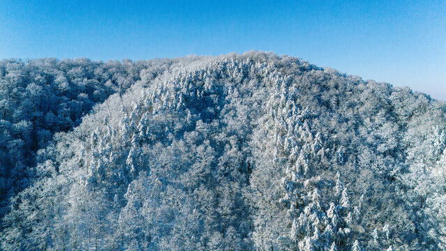 Aerial view of a winter wonderland where snow-laden trees create a mesmerizing tapestry under a clear blue sky, Novi Sad, Vojvodina, Serbia.