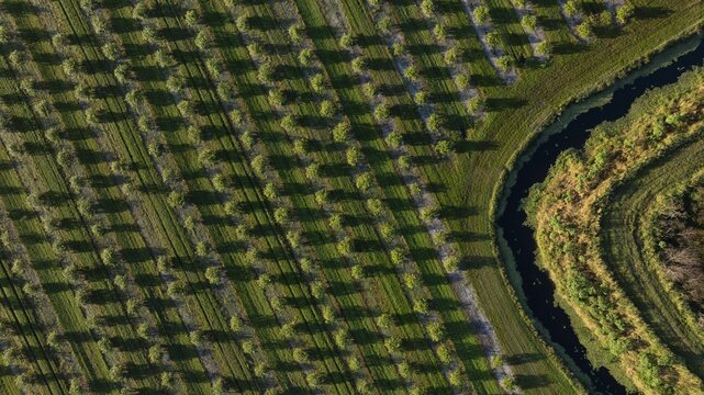 Aerial view of rows of trees casting long shadows across green fields, contrasted by the dark waters of a winding canal, West Palm Beach, Florida, United States.