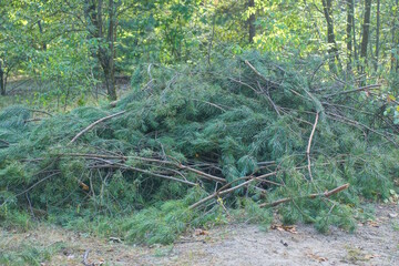 a large pile of cut green pine branches in the forest