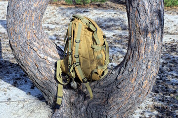one brown army backpack there is a pine tree standing on a tree in a summer forest