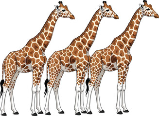 Obraz premium Vector illustration of three giraffes isolated on transparent background