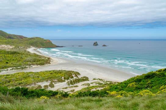 Sandfly Bay on the Otago Peninsula in New Zealand features a wide sandy beach bordered by rolling hills covered in lush greenery.